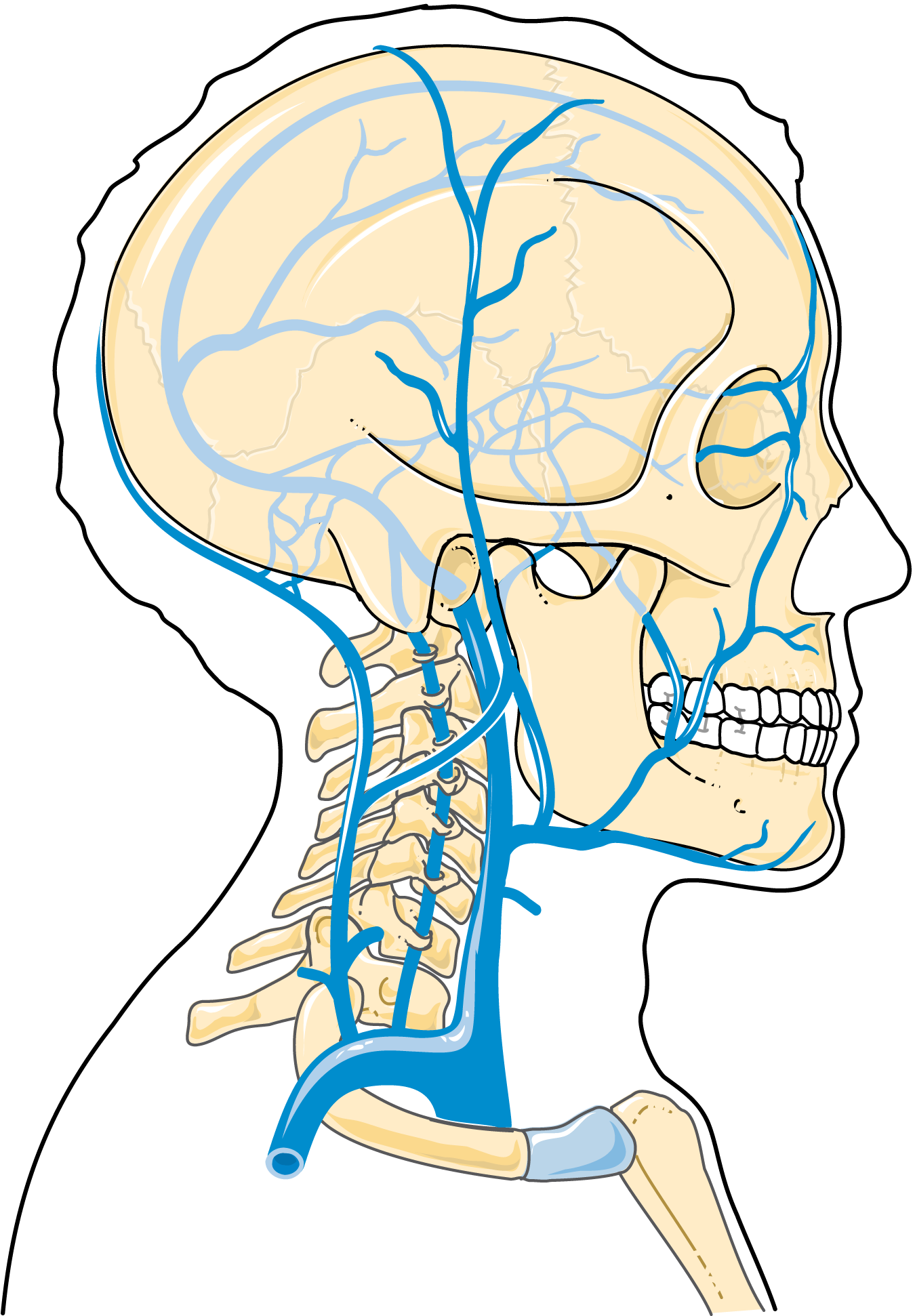 Servier - Drawing Veins of head and neck - no labels | AnatomyTOOL